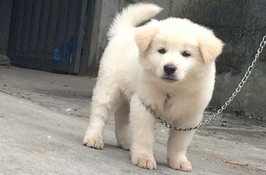 Chó Bắc Hà thuần chủng có chiều dài thân hơi dài hơn so với chiều cao của mình. Một con chó Bắc Hà khi trưởng thành sẽ có chiều cao dao động trong khoảng từ 50cm đến 60cm. Chó cái: từ 50-55cm, chó đực từ 55-60cm. Cân nặng của giống chó này cũng dao động trong khoảng từ 16-26kg. Từ 16-23 kg đối với chó cái và từ 19-26kg đối với với chó đực.