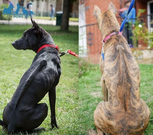 Lông xoáy của chó Phú Quốc có nhiều hình dạng khác nhau như: mũi tên, chiếc lá, cây đàn... Nhưng phải đối xứng qua xương sống và có độ rộng không vượt quá độ rộng của lưng. Chó Phú Quốc còn có lông xoáy ở các bộ phận khác. Trong đó, điển hình là phần cổ và hai bên mông. Đặc điểm lông xoáy chính là yếu tố quan trọng trong cách chọn chó Phú Quốc chuẩn.