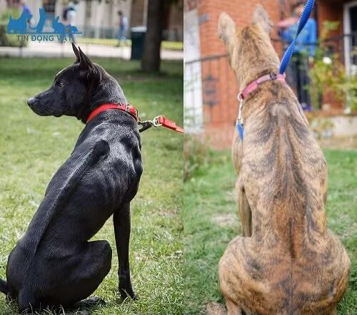 Lông xoáy của chó Phú Quốc có nhiều hình dạng khác nhau như: mũi tên, chiếc lá, cây đàn... Nhưng phải đối xứng qua xương sống và có độ rộng không vượt quá độ rộng của lưng. Chó Phú Quốc còn có lông xoáy ở các bộ phận khác. Trong đó, điển hình là phần cổ và hai bên mông. Đặc điểm lông xoáy chính là yếu tố quan trọng trong cách chọn chó Phú Quốc chuẩn.