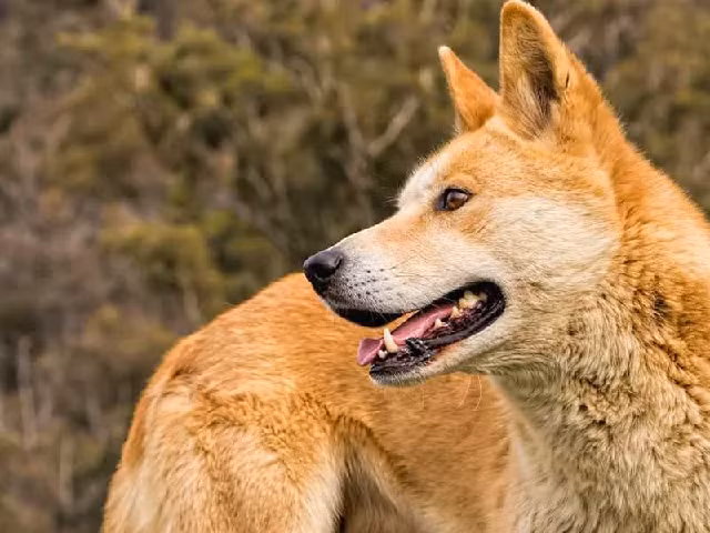 Chó Lài (hay còn được gọi với cái tên Dingo Đông dương) là giống chó thuần chủng có nguồn gốc từ Việt Nam. Một số cuốn sách ghi lại rằng, từ hơn 6000 năm về trước, người Việt Nam đã tìm thấy dấu tích xuất hiện của giống chó này trên bán đảo Đông Dương.