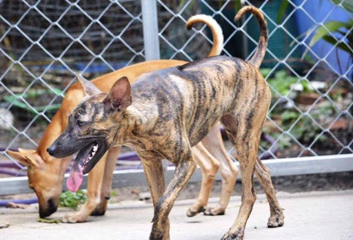 Chân chó Phú Quốc có lớp màng mỏng giữa các ngón chân. Cấu tạo giống hệt màng chân vịt giúp chúng có thể tự bơi ngay từ khi còn nhỏ. Bốn chân chó Phú Quốc thẳng tắp và song song với nhau. Khuỷu chân sau có cấu tạo thấp hơn khuỷu chân trước thuận lợi cho việc tăng tốc trong lúc săn đuổi con mồi.