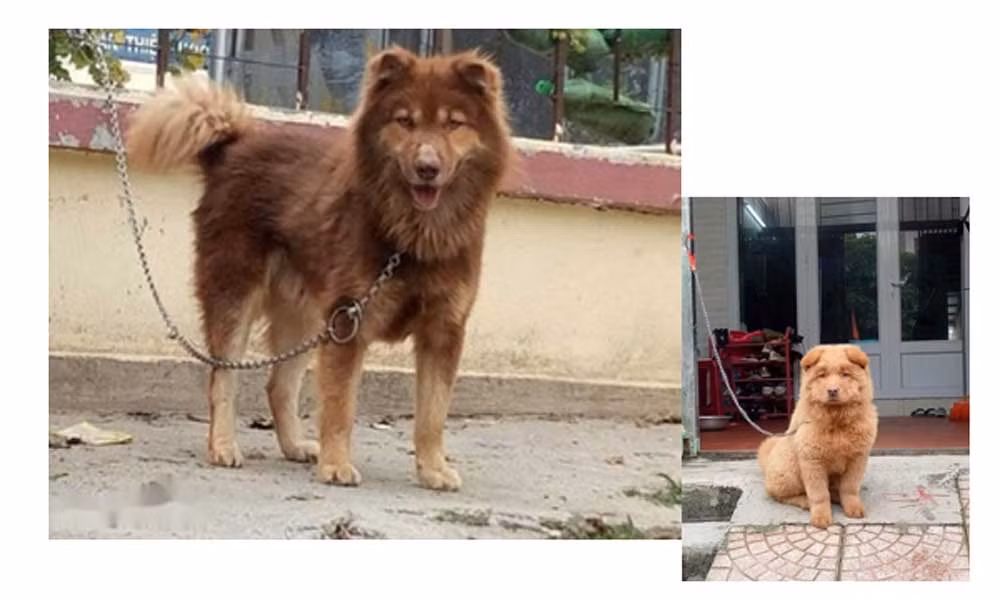 Một số chú chó Bắc Hà khá đặc biệt khi sở hữu bộ lông cổ dày, dài vồng lên rất giống bờm sư tử. Lông tạo thành bờm cổ tách biệt giữa hai phần thân và đầu của nó. Bờm cổ ở những con đực luôn dài hơn bờm cổ ở các con cái.