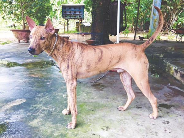 Chó Phú Quốc xuất hiện từ khá lâu rồi, khoảng 400 năm trước tại đảo Phú Quốc. Câu hỏi về nguồn gốc xuất xứ của chúng vẫn luôn gây ra nhiều tranh cãi. Nhiều nước tự nhận chó Phú Quốc bắt nguồn từ nước họ. Trong đó, điển hình nhất là Thái Lan và Pháp.