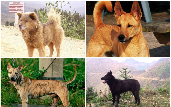 Trên đây là 4 giống chó mệnh danh “Tứ đại Quốc khuyển” của Việt Nam quý hiếm không kém bất cứ giống chó tây nào.