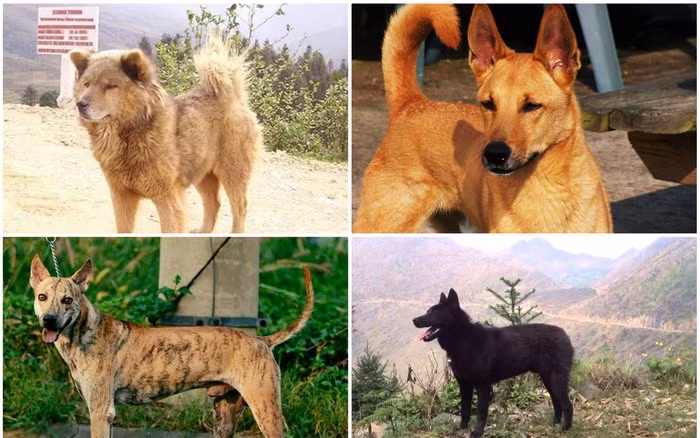 Trên đây là 4 giống chó mệnh danh “Tứ đại Quốc khuyển” của Việt Nam quý hiếm không kém bất cứ giống chó tây nào.