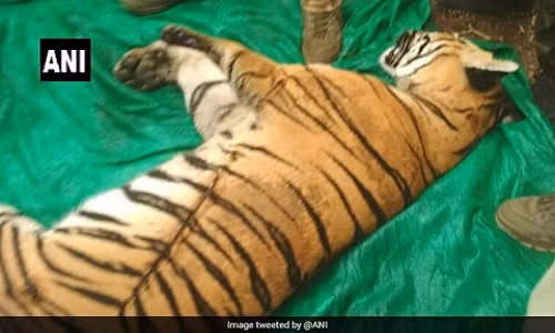 Tim thay xac ho an thit nguoi