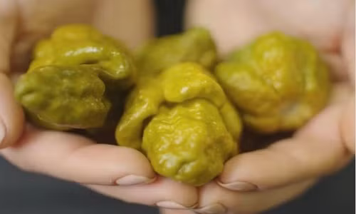 Loai ot cay hon ca "hoi tho cua rong", co the giet nguoi