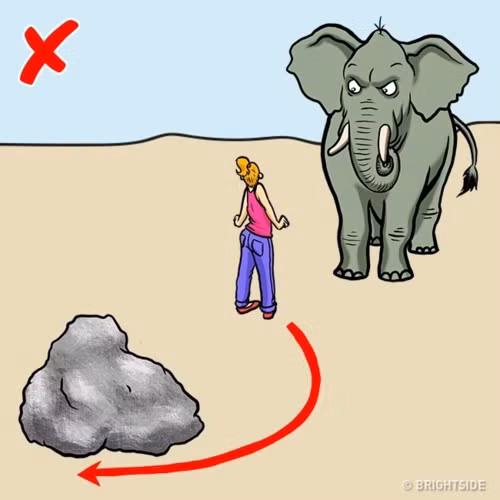 Voi là động vật thông minh và thân thiện. Tuy nhiên, voi có thể tấn công người, đặc biệt là voi cái, vì cho rằng bạn là mối nguy hiểm cho con nó. Nếu bạn gặp một con voi, chú ý đến ngôn ngữ cơ thể voi. Vòi voi xoắn lại và tai mở rộng ra có nghĩa là nó đang sẵn sàng tấn công bạn. Nếu con vật tấn công bạn, đừng chạy trốn. Thay vào đó, cố gắng tìm một cái gì đó sẽ là rào cản giữa bạn và voi. Đó có thể là đá hoặc cây.