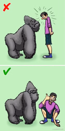 Gorilla được gọi là vua của rừng rậm. Chúng là những tấm gương bảo vệ gia đình và không gian sống. Gorilla sẽ không tấn công bạn nếu bạn cư xử tốt. Hãy ngồi xuống để không nhìn to cao hơn gorilla. Cố gắng thì thầm và tránh nhìn thẳng vào mắt nó. Trong trường hợp bị tấn công, cuộn người thành một quả bóng. Gorilla sẽ không tấn công người yếu đuối và tự vệ.