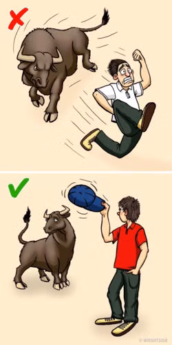 Bò tót phản ứng với chuyển động chứ không phải màu đỏ hoặc bất kỳ màu nào khác. Đó là lý do tại sao nếu một con bò đang chạy theo bạn, hãy đứng lại. Dùng mũ, áo hoặc bất kỳ thứ nào khác như mồi nhử. Khi con bò đến gần, ném đồ vật này sang một bên - con bò sẽ chạy ra phía đó.