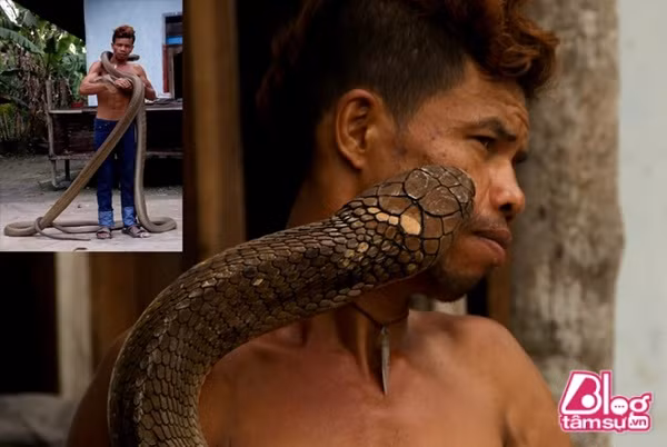 Họ tiếp xúc với loài rắn cực độc mà không hề có chút sợ hãi nào