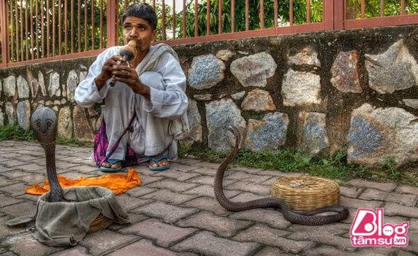 Nhiều con vật được thuần hóa, tham gia biểu diễn trên đường phố để kiếm tiền từ du khách tham quan