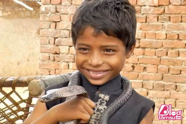 Trẻ con ở đây được người lớn cho chơi đùa với rắn từ ngày còn nhỏ. Bởi thế nên không khó để thấy hình ảnh rắn độc quấn lấy cổ đứa bé nhưng người lớn vẫn “thờ ơ”, không can thiệp. Trong khi người ngoài nhìn vào đã xanh mặt thì những đứa trẻ vẫn không có biểu hiện gì của sự sợ hãi.