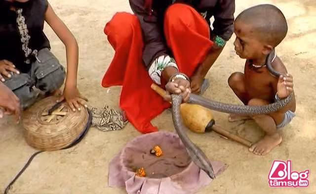 Rắn là loài vật nổi tiếng nguy hiểm khiến nhiều người khiếp sợ nếu lỡ nhìn thấy. Nhìn cách chúng bò trườn, rồi đột ngột lao thẳng về phía mình, chỉ nghĩ đến thôi đã thấy sởn hết gai ốc. Thế nhưng ở 1 số quốc gia trên thế giới, con vật này lại đặc biệt được coi trọng, trong đó có Ấn Độ. Đến đất nước này, bạn sẽ ngạc nhiên khi dễ dàng bắt gặp cảnh người ta cầm rắn trên tay, cho rắn độc quấn chặt ngang cổ. Tuy nhiên, những hình ảnh đấy vẫn chưa khủng khiếp bằng việc tận mắt thấy rắn độc quấn chặt lấy những đứa bé trần truồng trên phố...