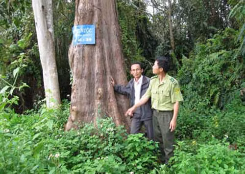 Loài này có nguy cơ tuyệt chủng trong tự nhiên vì bị khai khác quá mức do gỗ không bị mối mọt, cong vênh, thớ gỗ mịn, và có mùi thơm.