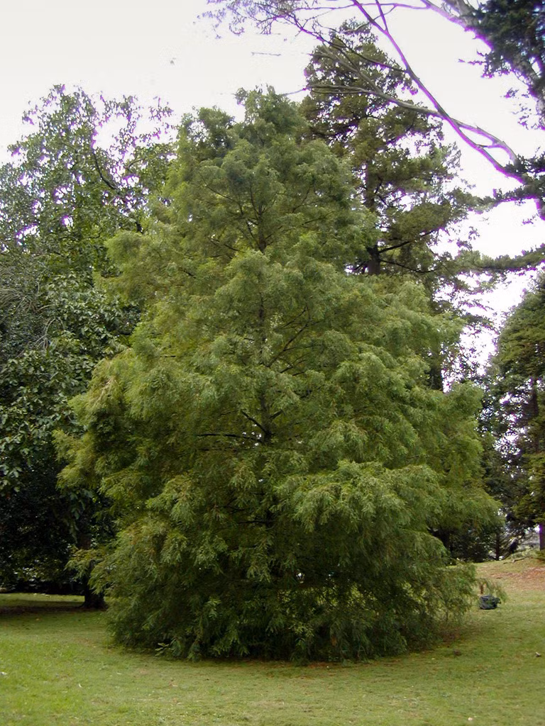 Cây gỗ trung bình đến to, thân cao đến 30 m hay hơn, đường kính thân 0,6 – 1 m hay hơn. Vỏ dày, hơi xốp, màu xám, nứt dọc. Cây có rễ khí sinh không bị ngập, phát sinh từ rễ bên, cao 30 cm, mọc lan xa cách gốc tới 6–7 m.