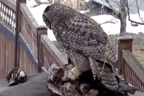 Chua te bau troi bi chim cu tom song, xe xac tren khong-Hinh-3