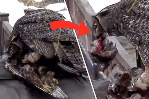 Chua te bau troi bi chim cu tom song, xe xac tren khong-Hinh-2