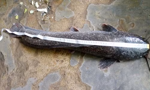 Bạc Liêu: Bắt được cá trê dài gần 1m Bac Lieu: Bat duoc ca tre dai gan 1m