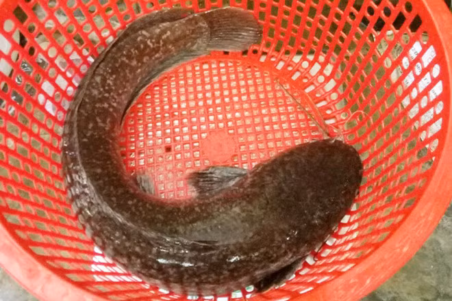 Bạc Liêu: Bắt được cá trê dài gần 1m - Hình 2 Bac Lieu: Bat duoc ca tre dai gan 1m-Hinh-2