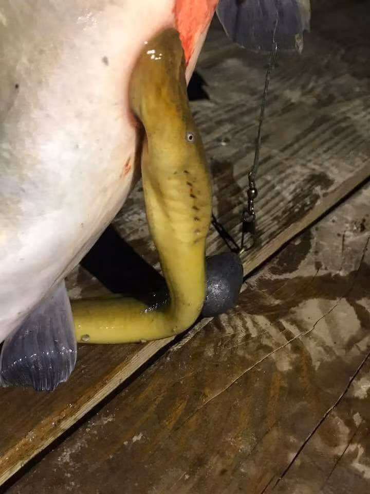 Bat duoc "quai vat hut mau" voi rang ma ca rong o Ha Noi