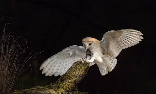 Cai thien thinh giac cua nguoi bang cach hoc... loai chim lon