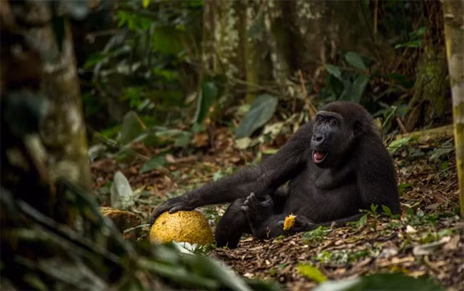 2. Giải nhiếp ảnh gia động vật hoang dã Trẻ của năm – hạng mục 15 - 17 tuổi Cuộc sống tươi đẹp - Daniël Nelson, Hà Lan. Đây là Caco, một chú khỉ đột phía tây đang thưởng thức một quả sa kê chín trong khu vườn quốc gia ở Cộng hòa Congo. Nạn phá rừng, săn bắt và dịch bệnh như Ebola đã làm giảm đáng kể số lượng khỉ trong 25 năm qua đến cấp báo động khi 80 phần trăm cá thể sẽ bị biến mất trong ba thế hệ tiếp theo. Hình ảnh này giúp Daniël truyền cảm hứng và giáo dục nâng cao nhận thức, và có thể cứu giúp loài động vật đang có nguy cơ bị tuyệt chủng này.