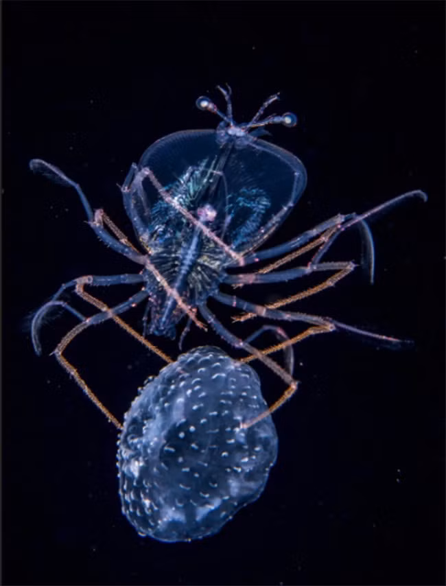 13. Hạng mục ảnh dưới nước Sứa biển - Anthony Berberian, Pháp Trong chuyến đi đại dương Tahiti, Polynesia thuộc Pháp, Anthony thường xuyên lặn vào ban đêm dưới nước ở độ sâu 2km. Mục đích của ông là chụp những sinh vật biển như những con cá nhỏ ăn sinh vật phù du. Ấu trùng tôm hùm này, ở giai đoạn phyllosoma mới chỉ dài 1,2cm, đã bắt được một mái vòm của một con sứa mụn mủ nhỏ. Cả hai như đang trôi nổi, nhưng dường như ấu trùng tôm hùm giai đoạn phyllosoma cũng đủ sức kéo con sứa này.