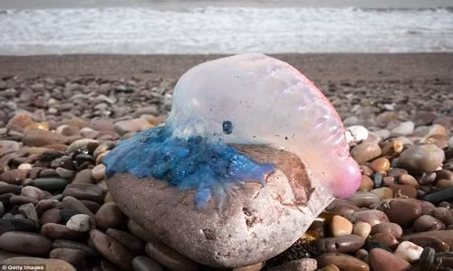 Hang tram "sat thu bien ca" dat bo sau sieu bao