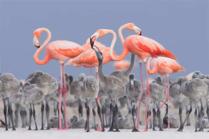 Những bức ảnh dự thi giải thưởng ảnh The Bird Photographer of the Year đã hé lộ thế giới kỳ thú của những chú chim sẻ, hồng hạc, sâm cầm…Năm nay, giải thưởng thu hút hàng ngàn bức ảnh về các loài chim của các nhiếp ảnh gia năm châu. Trong hình là hồng hạc cho con ăn – ảnh giành giải thưởng cao nhất năm nay, đồng thời “ẵm” luôn giải Vàng thể loại Ảnh chân dung. Tác giả ảnh này là Alejandro Prieto Rojas, người dành nhiều thời gian săn lùng hồng hạc ở gần Rio Lagartos ở Mexico.