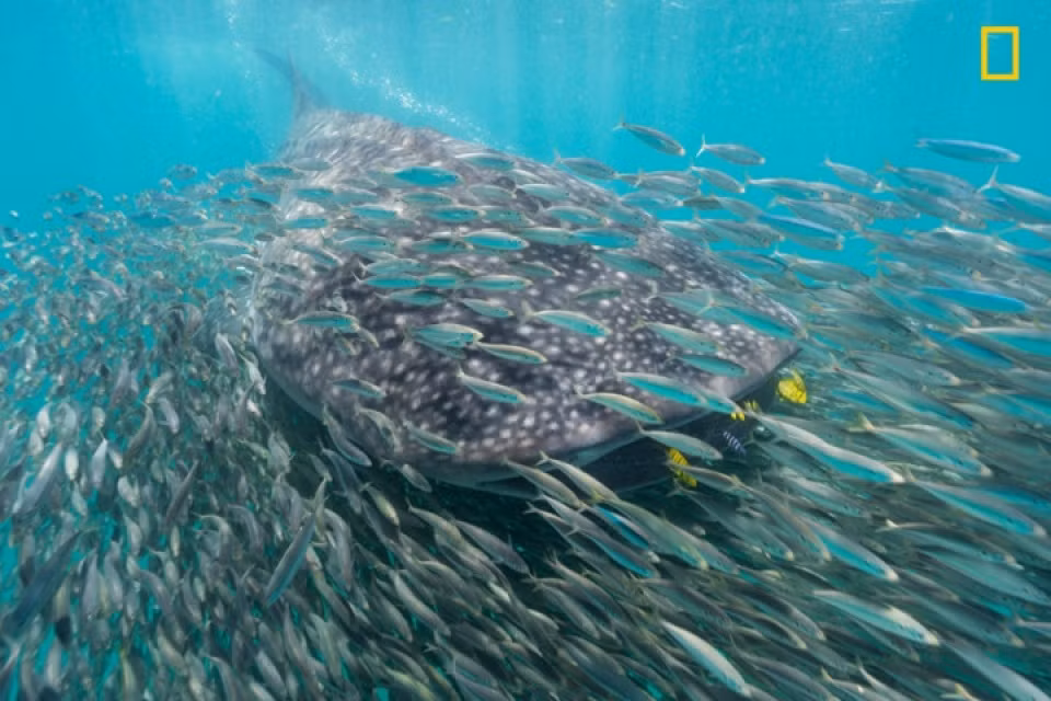Hình ảnh săn mồi của cá mập voi được ghi lại ấn tượng.