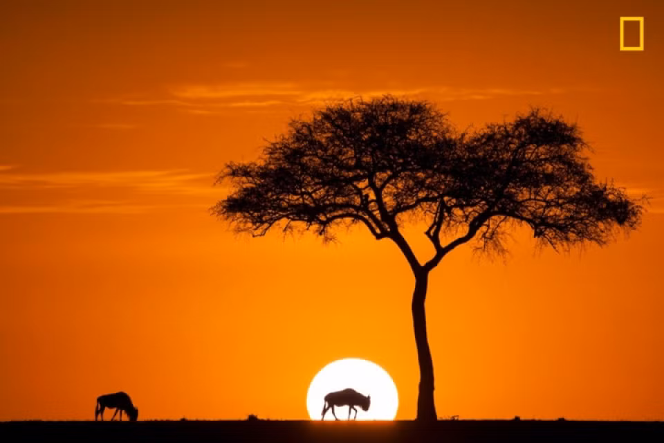 Bình minh tại công viên quốc gia Masai Mara, Kenya.