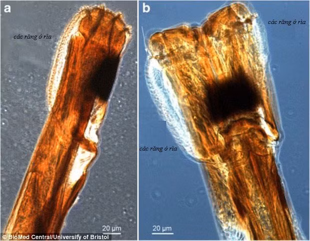 Trong hình là bộ máy chọc thủng da của ruồi tsetse dưới kính hiển vi quang học. Có thể thấy các đầu vòi của loài này có các mảng răng và dũa dùng để thâm nhập vào da và hút máu. Hình (b) là hình ảnh vòi chụp từ cạnh bên.