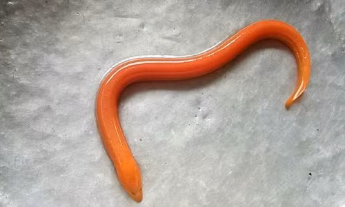 Dan Thu do bat duoc luon vang ong ngay truoc cua nha-Hinh-2