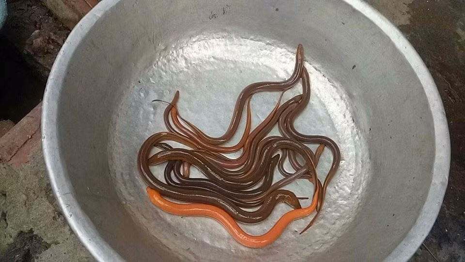 Dan Thu do bat duoc luon vang ong ngay truoc cua nha