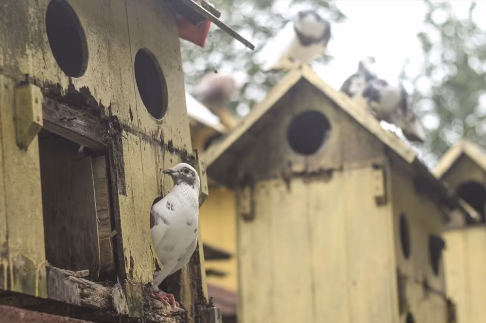 Nhận thức được chùa Hang là một di sản văn hóa vô cùng quí hiếm nên Ban quản lí chùa cùng nhân Phật tử địa phương và thập phương đang tiếp tục bảo tồn, tôn tạo chùa nhằm gìn giữ di tích.