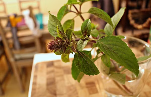 Cây húng quế tây không chỉ là nguyên liệu yêu thích của các bà nội trợ mà còn có tác dụng cải thiện tâm trạng của người sống trong nhà.