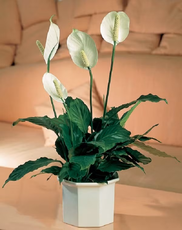 Cây Lan Ý tại Việt Nam còn được gọi là cây bạch môn, huệ hòa bình hoặc vĩ hoa trắng. Loài cây này còn có ý nghĩa tượng trưng cho “niềm hạnh phúc của phụ nữ”, tức là nếu bạn trồng loại cây này thì hạnh phúc và tình yêu sẽ tràn ngập khắp căn nhà. Hơn thế nữa cây Lan Ý không chỉ có khả năng hút ẩm, mà còn cân bằng không khí và tiêu diệt các tế bào nấm mốc trong nhà nữa.