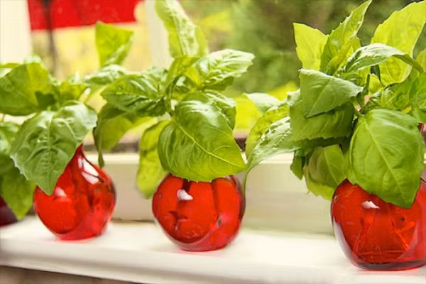 Tác động tích cực này tới từ hợp chất linalool có trong húng quế đã tạo hương thơm ngọt ngào.