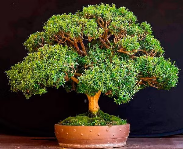 Cây hương đào hay còn gọi là cây sim, là biểu tượng của hòa bình và vui vẻ. Trong quá khứ, người ta tin rằng loài cây trồng trong nhà này rất linh thiêng và nó có thể giúp người già có lại tuổi trẻ, khiến người lữ khách có thêm năng lượng và tinh thần sảng khoái.