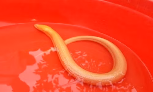 Lạ: Lươn vàng 3 lần mắc lưới của ngư dân đánh cá? La: Luon vang 3 lan mac luoi cua ngu dan danh ca?