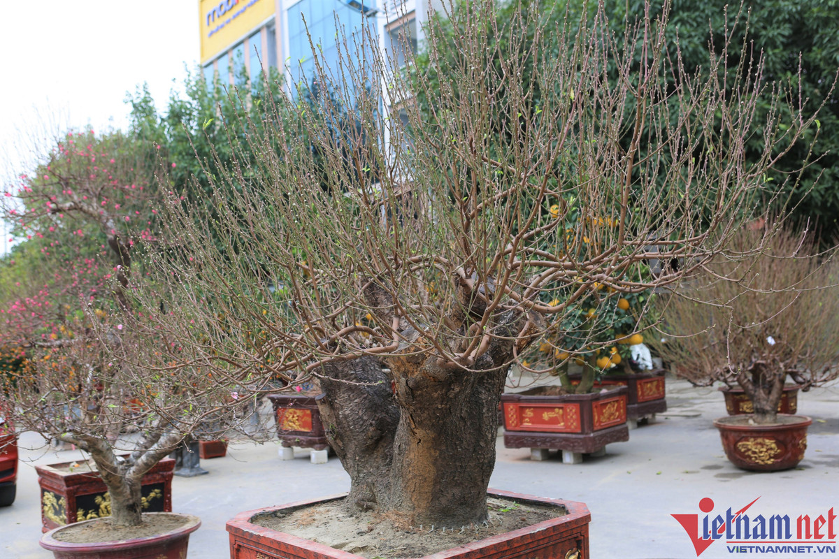 Gốc đào hai trạng, tán rộng, nhiều nụ phù hợp với trưng bày ở công sở, cơ quan hay nhà vườn. Theo chủ vườn, những gốc đào như vậy giá dao động từ 70 đến 100 triệu, tùy thời điểm.