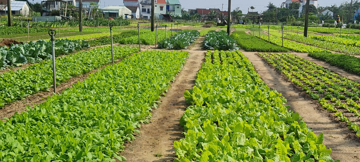 Đây là vựa rau lớn nhất cung cấp nguồn rau tươi ngon quanh năm cho người dân trong vùng và các khu vực lân cận trên địa bàn Quảng Nam và Đà Nẵng.