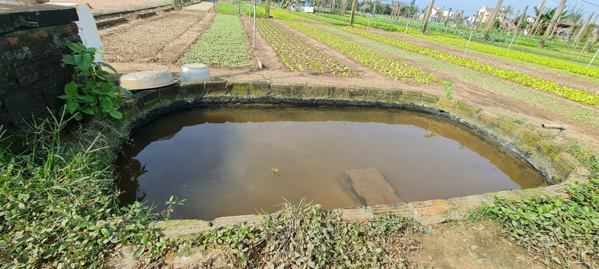 Có lẽ, Trà Quế là làng rau hiếm hoi còn duy trì phương pháp trồng rau hữu cơ cổ xưa, chủ yếu tưới nước sạch và bón phân xanh, phân hữu cơ được tận dụng từ rong vớt trực tiếp dưới sông lên.