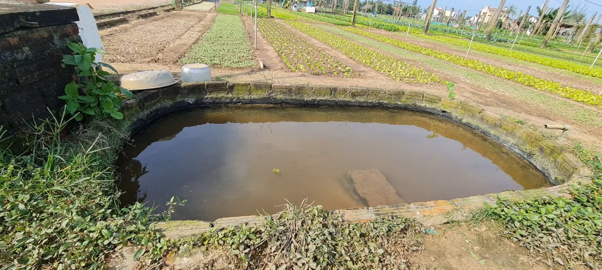 Có lẽ, Trà Quế là làng rau hiếm hoi còn duy trì phương pháp trồng rau hữu cơ cổ xưa, chủ yếu tưới nước sạch và bón phân xanh, phân hữu cơ được tận dụng từ rong vớt trực tiếp dưới sông lên.