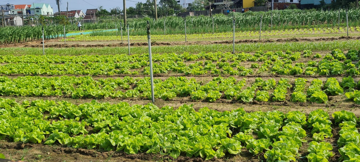 Hầu hết các loại rau ở đây đều tươi tốt tự nhiên, một phần nhờ điều kiện tự nhiên và độ phù sa trong đất, một phần nhờ vào nguồn nước sạch được lấy từ lòng đất và lượng phân xanh được tận dụng từ rong vớt trực tiếp từ dưới sông lên.