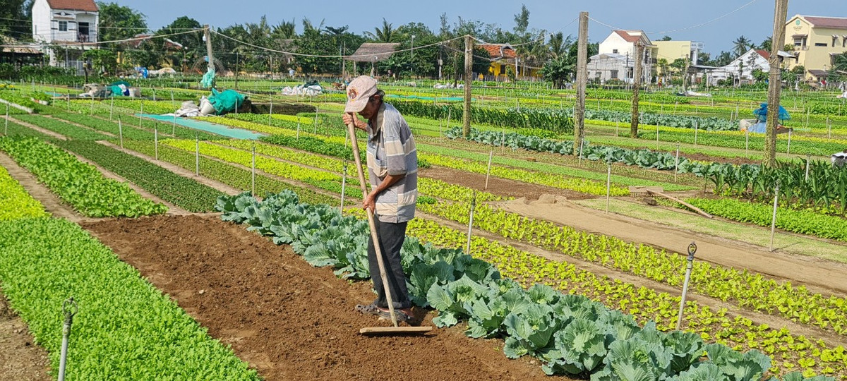 Đến với Làng rau Trà Quế, du khách sẽ được tận mắt chứng kiến quy trình canh tác rau của những người nông dân, chứa chất trong đó là tình yêu đối với thiên nhiên cây cỏ của những con người hiền hòa.