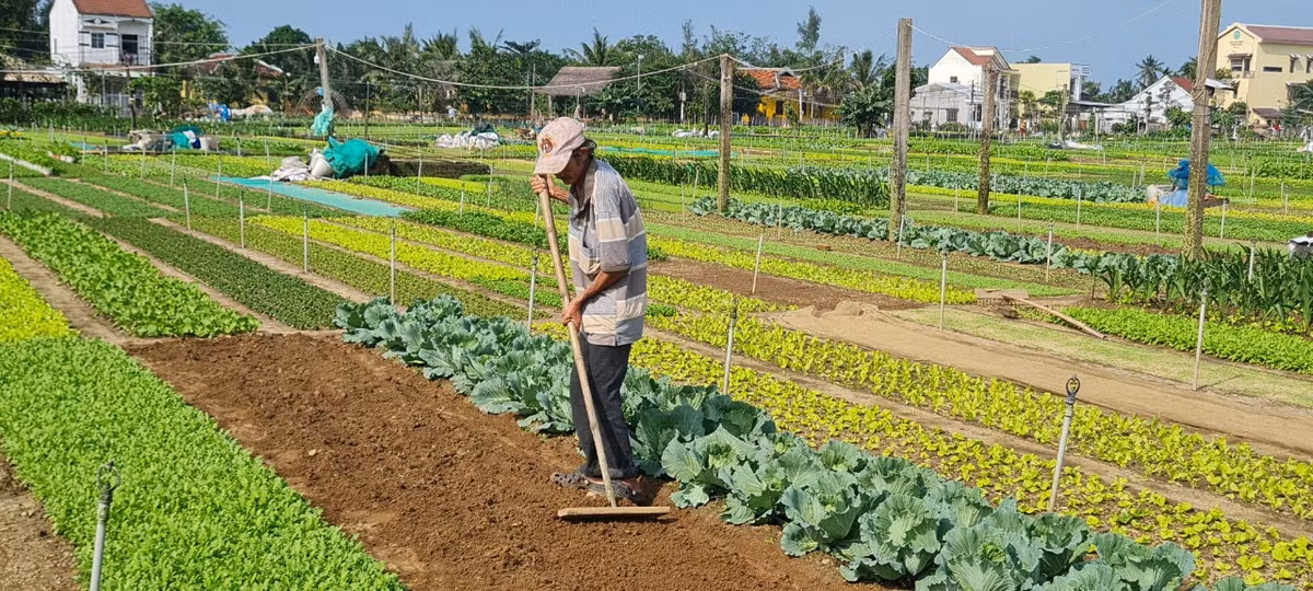 Đến với Làng rau Trà Quế, du khách sẽ được tận mắt chứng kiến quy trình canh tác rau của những người nông dân, chứa chất trong đó là tình yêu đối với thiên nhiên cây cỏ của những con người hiền hòa.