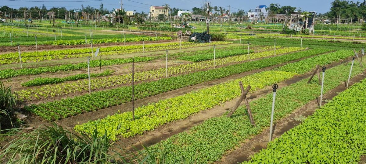 Năm 2015, khi giới thiệu về 10 điểm tham quan ấn tượng nhất tại Việt Nam, tờ báo Le Figaro của Pháp đã nhắc đến làng rau Trà Quế đầu tiên. 