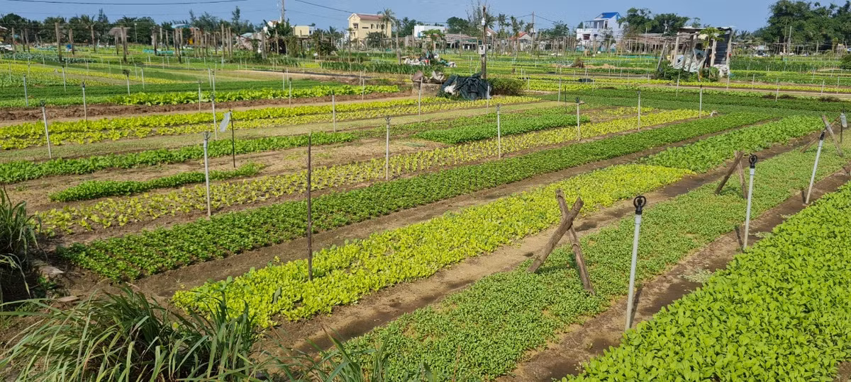 Năm 2015, khi giới thiệu về 10 điểm tham quan ấn tượng nhất tại Việt Nam, tờ báo Le Figaro của Pháp đã nhắc đến làng rau Trà Quế đầu tiên. 